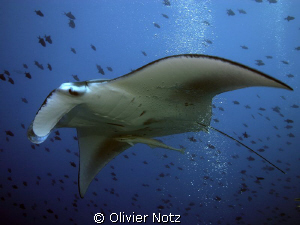 manta ray at Madivaru, South Ari Atoll by Olivier Notz 